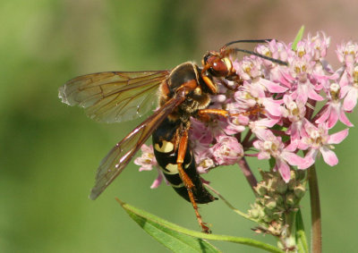 Sphecius speciosus; Eastern Cicada Killer
