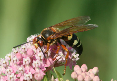 Sphecius speciosus; Eastern Cicada Killer