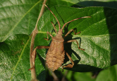 Acanthocephala terminalis; Leaf-footed Bug species; nymph