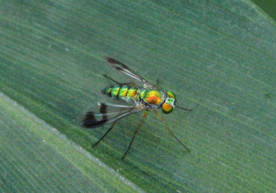 Condylostylus Long-legged Fly species