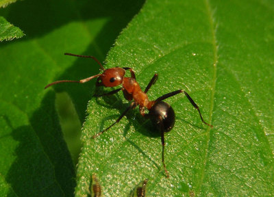 Formica exsectoides; Allegheny Mound Ant
