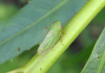 Macropsis ferrugineoides; Leafhopper species