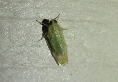 Myndus Cixiid Planthopper species