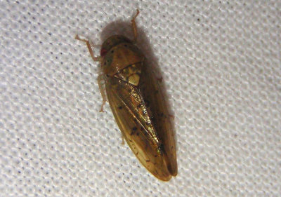 Ponana quadralaba; Leafhopper species 