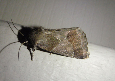 11141 - Schinia thoreaui; Thoreau's Flower Moth