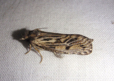 0373 - Acrolophus popeanella; Clemens' Grass Tubeworm Moth