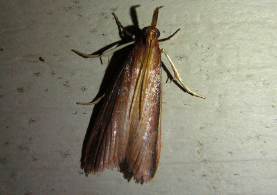 6053 - Peoria approximella; Carmine Snout Moth 