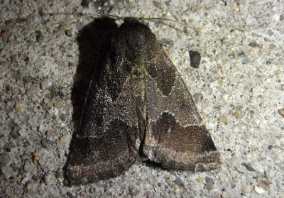 11141 - Schinia thoreaui; Thoreaus Flower Moth
