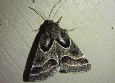11135 - Schinia rivulosa; Ragweed Flower Moth