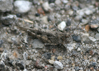 Trachyrhachys kiowa; Kiowa Grasshopper; female