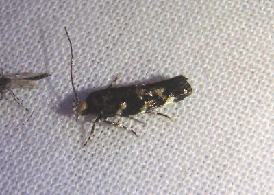1509 - Stagmatophora wyattella; Wyatt's Stagmatophora Moth