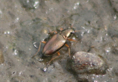 Bembidion confusum; Ground Beetle species