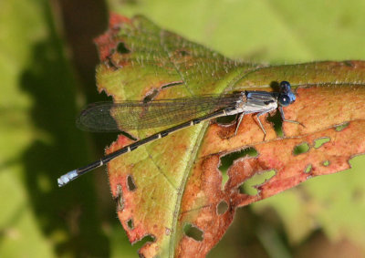 Argia apicalis; Blue-fronted Dancer; young male