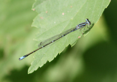 Enallagma exsulans; Stream Bluet; male