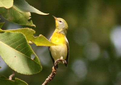 Northern Parula