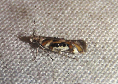 1736 - Aristotelia elegantella; Twirler Moth species