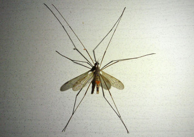 Pseudolimnophila inornata; Limoniid Crane Fly species