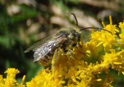 Eumelissodes Long-horned Bee species