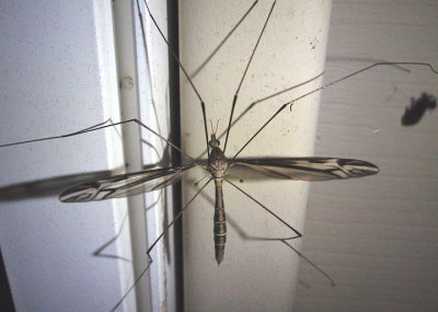 Yamatotipula Large Crane Fly species