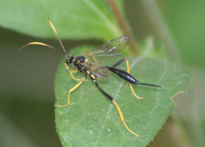 Acroricnus stylator aequatus; Ichneumon Wasp species