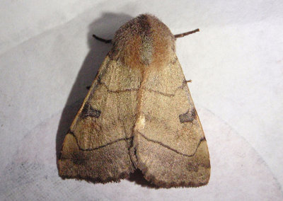 10998 - Choephora fungorum; Bent-line Dart