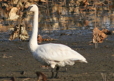 Trumpeter Swan