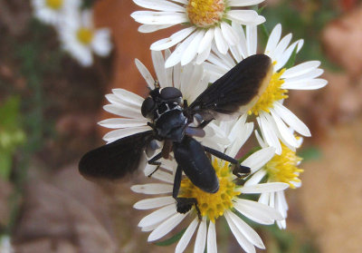 Trichopoda Feather-legged Fly species 