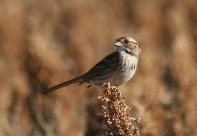 White-throated Sparrow; juvenile