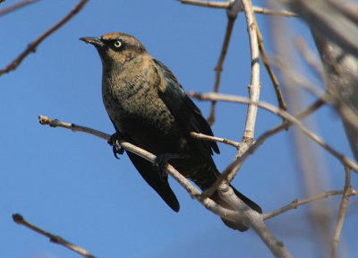 Rusty Blackbird; basic male