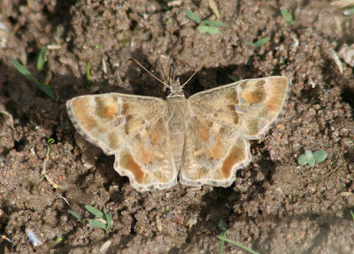 Systasea zampa; Arizona Powdered-Skipper