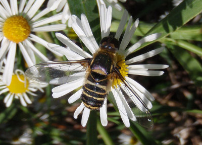 Villa Bee Fly species 