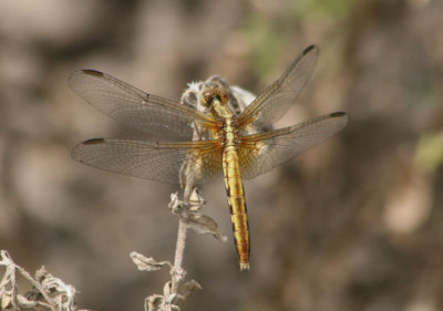 Erythrodiplax basifusca; Plateau Dragonlet; female