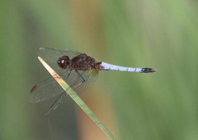 Erythrodiplax basifusca; Plateau Dragonlet; male