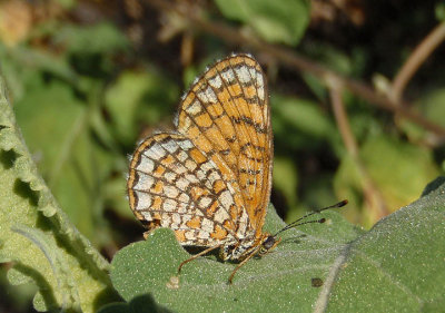 Texola elada; Elada Checkerspot