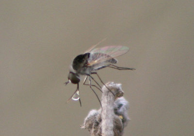 Geron Bee Fly species