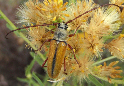 Crossidius suturalis intermedius; Longhorned Beetle species
