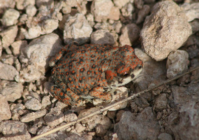 Red-spotted Toad