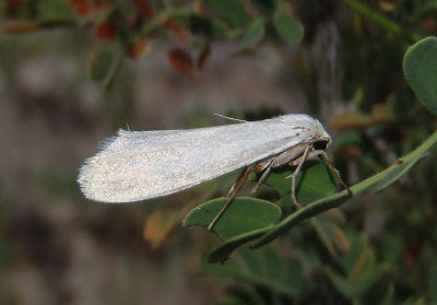 0197-0200 - Prodoxidae Yucca Moth species
