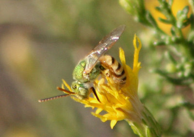 Agapostemon melliventris; Sweat Bee species; male