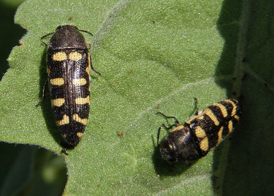 Acmaeodera alicia; Metallic Wood-boring Beetle species