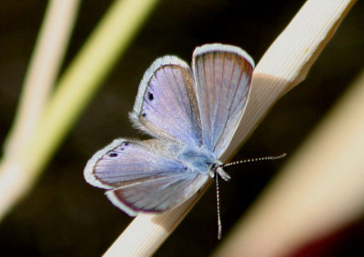 Echinargus isola; Reakirt's Blue; male