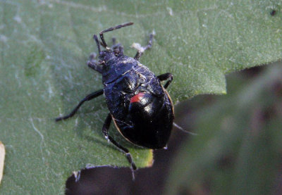 Largus Bodered Plant Bug species nymph