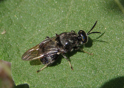 Cyphomyia erecta; Soldier Fly species