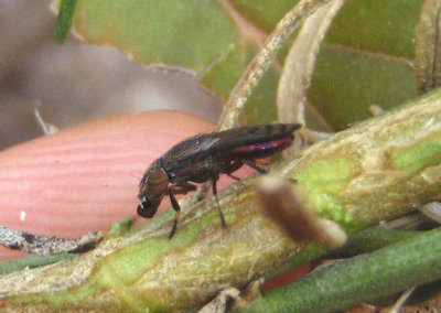 Notogramma purpuratum; Picture-winged Fly species