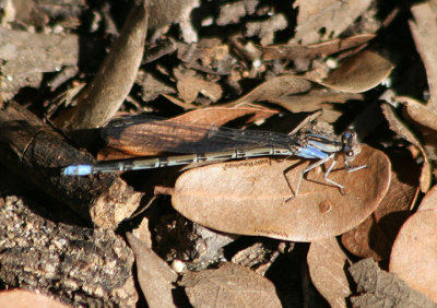 Argia plana; Springwater Dancer; young male