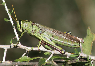 Schistocerca albolineata; White-lined Bird Grasshopper; female