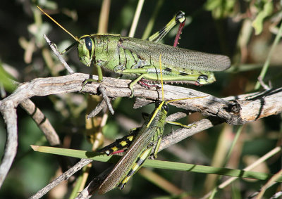 Schistocerca albolineata; White-lined Bird Grasshopper pair