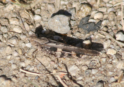 Conozoa carinata; Ridged Grasshopper; male
