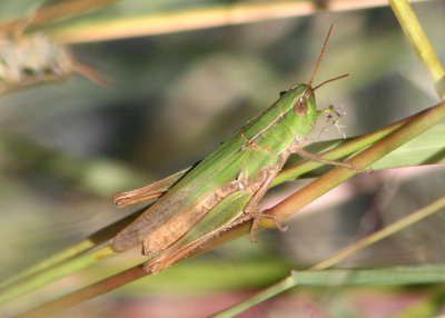 Dichromorpha prominula; Slant-faced Grasshopper species; female