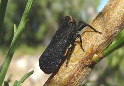 Poblicia fuliginosa; Fulgorid Planthopper species